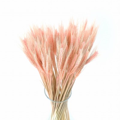 Getrocknetes hellrosa Triticale – Strauß aus getrocknetem Getreide 60 Stück
