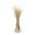Stipa Pennata naturalna