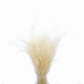 Stipa Pennata bielona