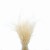Stipa Pennata bielona