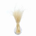 Stipa Pennata bielona