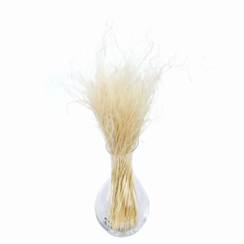 Stipa Pennata bielona