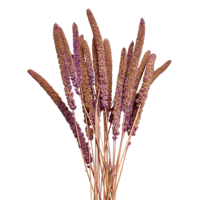 Hellviolettes Masurengras – getrocknetes Gras