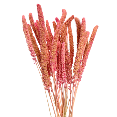Rosa Masurengras – Strauß – getrocknetes Gras