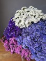 Dried statice dark violet