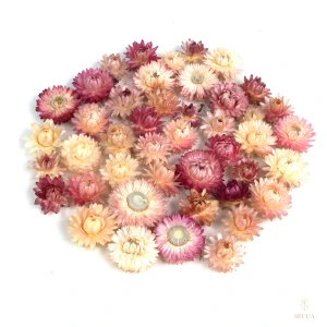 Getrocknete Strohblumen 50 g – hellrosa Blüten