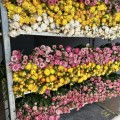 Suszona kocanka główki 50 g - rubinowe kwiaty