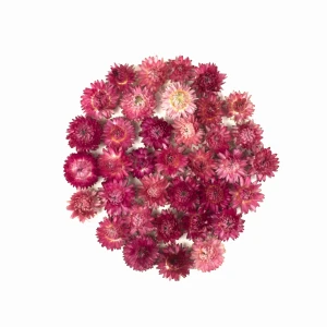 Getrocknete Strohblume 50 g – rosa Blüten