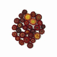 Getrocknete Strohblumen 50 g – rubinrote Blüten
