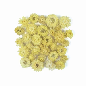 Getrocknete Strohblume 50 g – gelbe Blüten (zitronengelb)