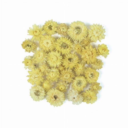 Suszona kocanka główki 50 g - żółte kwiaty (cytrynowe)