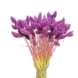 Getrocknetes Phalaris violett – Kanarenkraut – 80 Stück