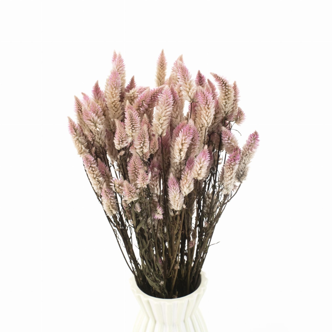 Getrocknete Celosia - natürliche getrocknete Blumen