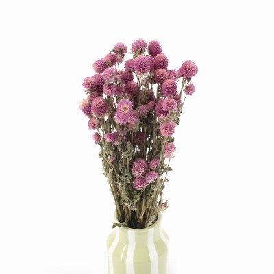 Kugelförmige dunkelrosa Gomphrena – getrocknete Blüten