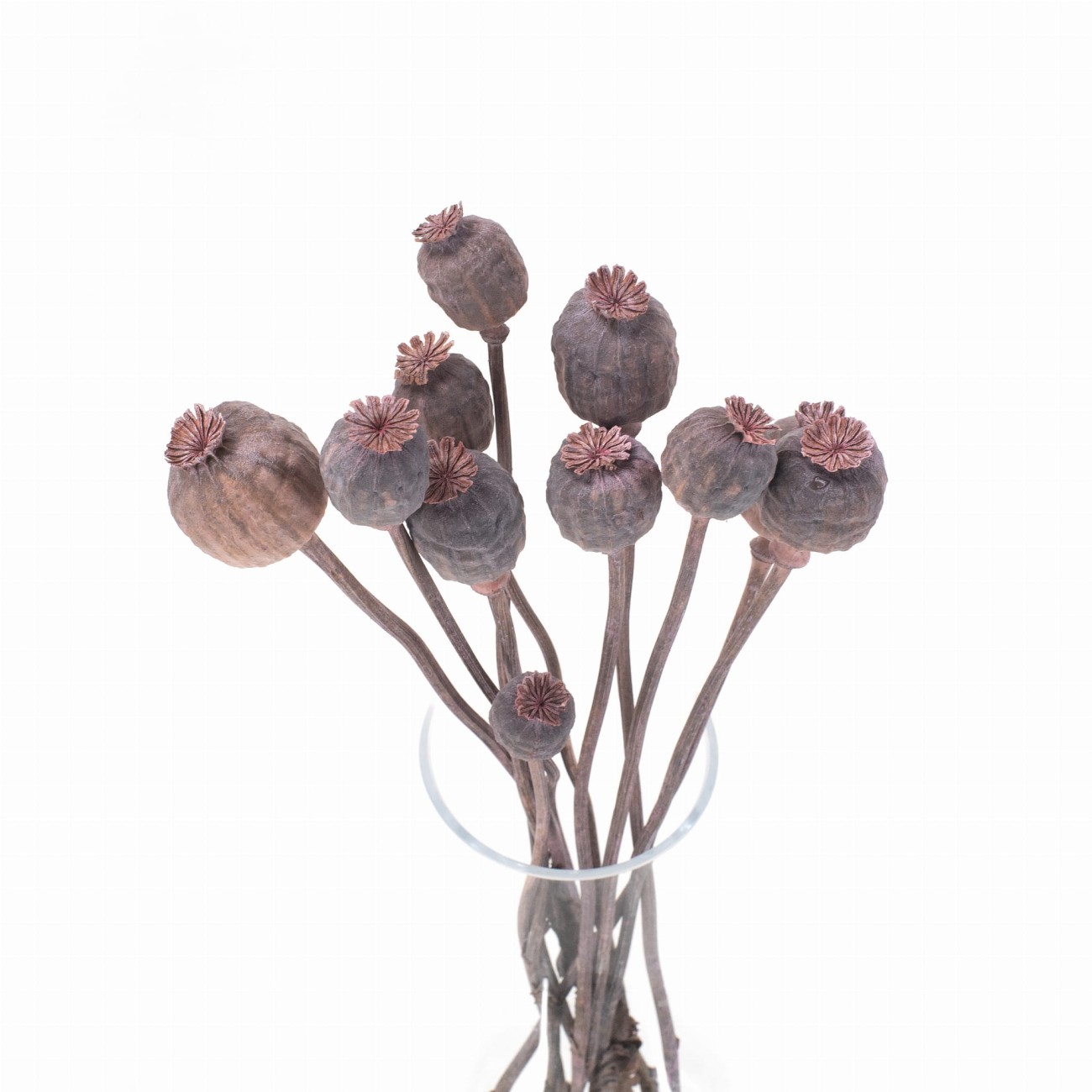 Getrocknete rosa Mohnkapseln – getrocknete Blumen 10 Stück – Strauß