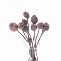 Dried poppies pink 10 stems