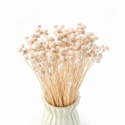 Getrocknete Botao (Amarelino) gebleicht – Strauß getrockneter Blumen