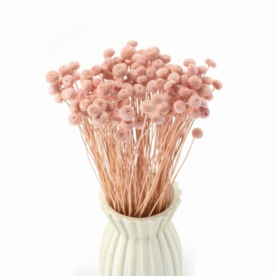 Getrocknete Botao (Amarelino) hellrosa – Strauß getrockneter Blumen