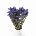 Zatrwian wrębny niebieski (limonium) - suszone kwiaty