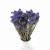 Zatrwian wrębny niebieski (limonium) - suszone kwiaty