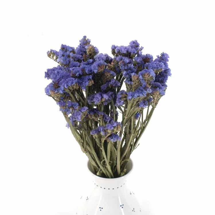 Zatrwian wrębny niebieski (limonium) - suszone kwiaty