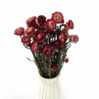 Getrocknete rote Strohblume (Helichrysum) 80 g – Strauß