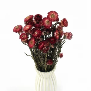 Getrocknete rote Strohblume (Helichrysum) 80 g – Strauß