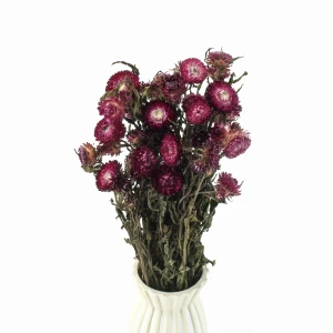 Getrocknete dunkelrosa Strohblume (Helichrysum) 80 g – Strauß