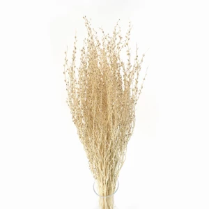 Getrocknetes gebleichtes Lepidium (Pfefferpflanze) – getrocknete Blüten