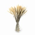 Suszona setaria (włośnica)