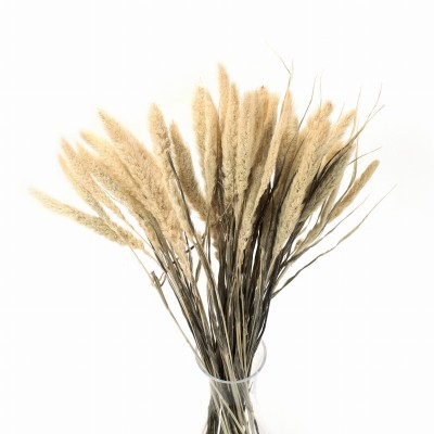 Getrocknete gebleichte Setaria – getrocknete Gräser