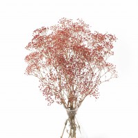 Stabilisierte rote Gipskraut - Strauß
