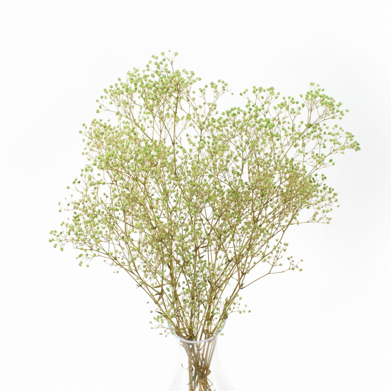 Stabilisierte hellgrüne Gypsophila – Strauß