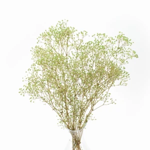 Stabilisierte hellgrüne Gypsophila – Strauß
