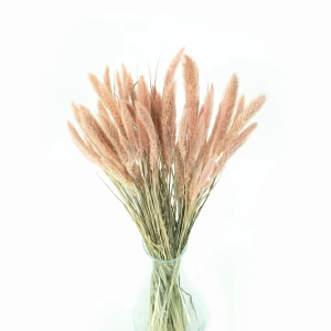 Getrocknete hellrosa Setaria – getrocknete Gräser