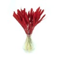 Suszona setaria czerwona