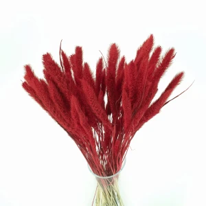 Getrocknetes rotes Setaria – getrocknete Gräser
