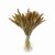 Suszona setaria naturalna - suszone trawy