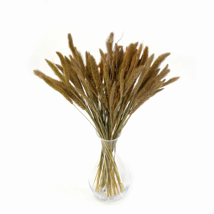 Suszona setaria naturalna - suszone trawy