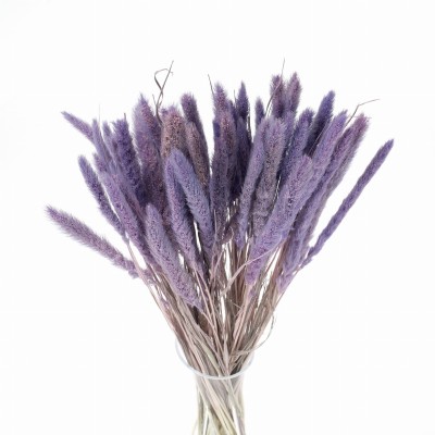 Getrocknete Beeren-Setaria – getrocknete Gräser