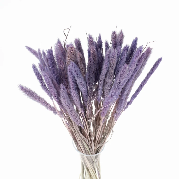 Suszona setaria