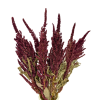 Getrockneter Amarant (Amaranthus) – natürliche getrocknete Blumen