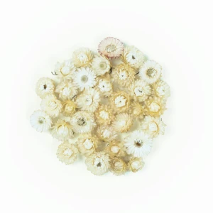 Getrocknete Strohblumen 50 g – cremefarbene Blüten
