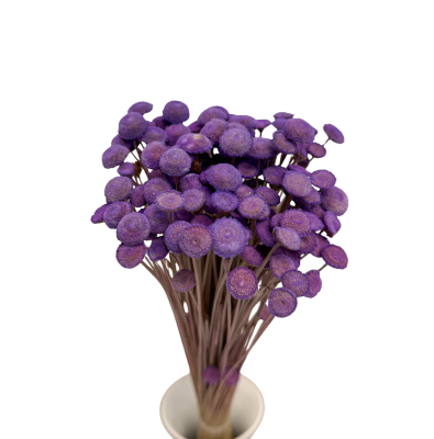 Getrocknete violette Botao-Blüten – Outlet
