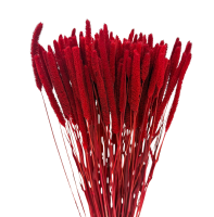 Getrocknetes Phleum (Timotheusgras) burgunderrot 100 g – getrocknete Gräser