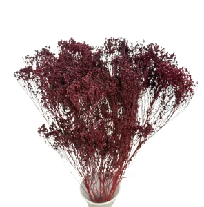 Getrockneter Broom Bloom burgunderrot – Ginster – getrocknete Blüten