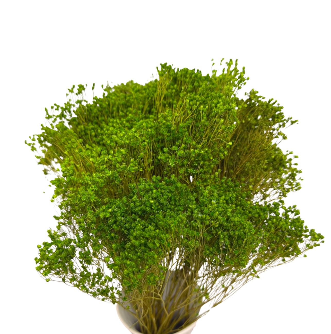 Broom Bloom green 100 g - broom - dried flowers