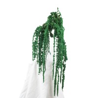 Stabilisierter Amaranthus, grün (Amarant) – Strauß