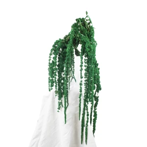 Stabilisierter Amaranthus, grün (Amarant) – Strauß