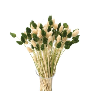 Strauß getrockneter Gräser Duo Phalaris grün & gebleicht 